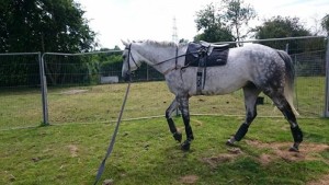 Barrington in the lunge