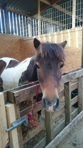 The new arrival Paddy
