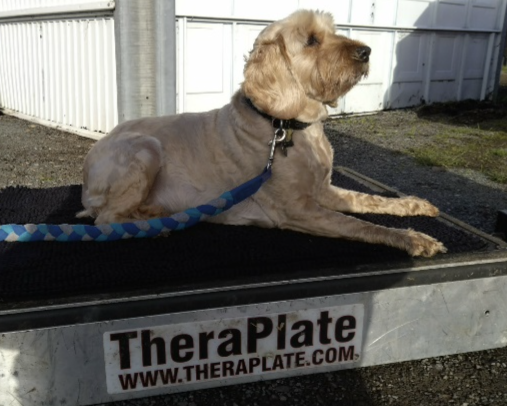 Theraplate sessions for dogs