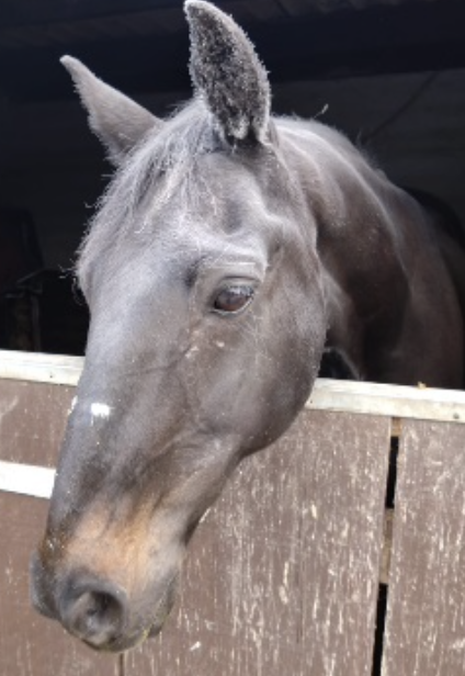 Raven, horse COPD sufferer