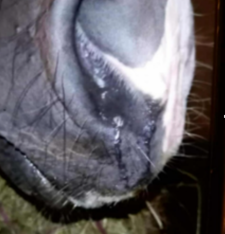 Horses nose - needing salt therapy