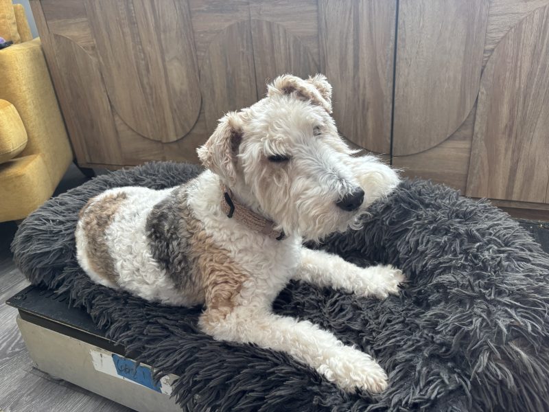 Bertie, Wire Fox Terrier, on the Theraplate