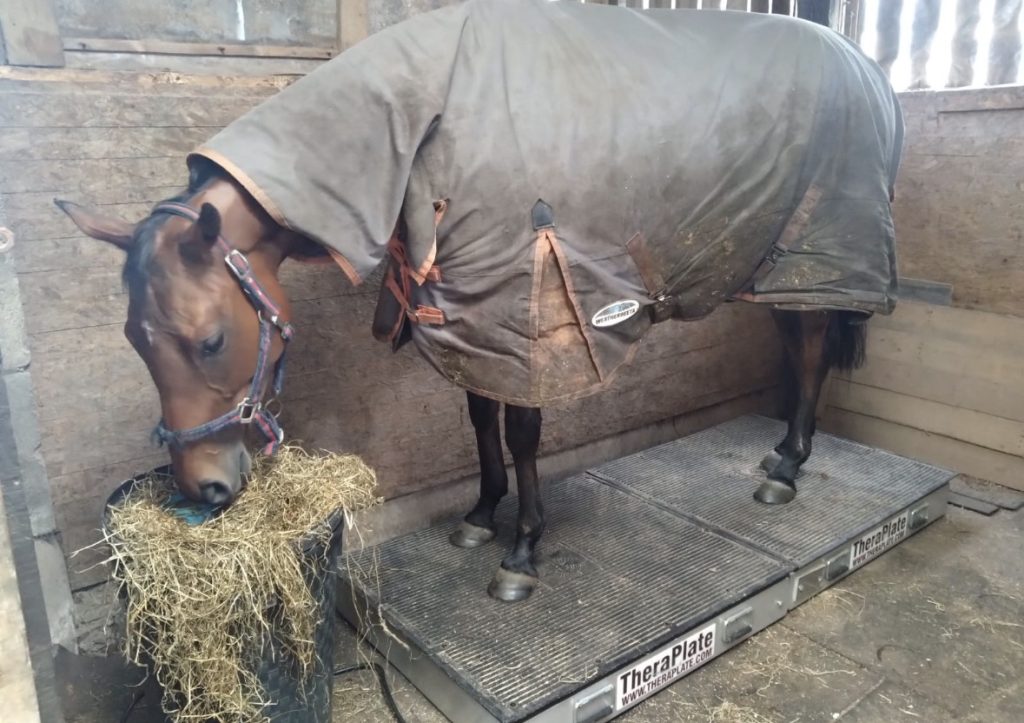 Horse on the Theraplate