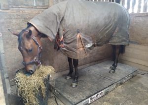 Horse on the Theraplate