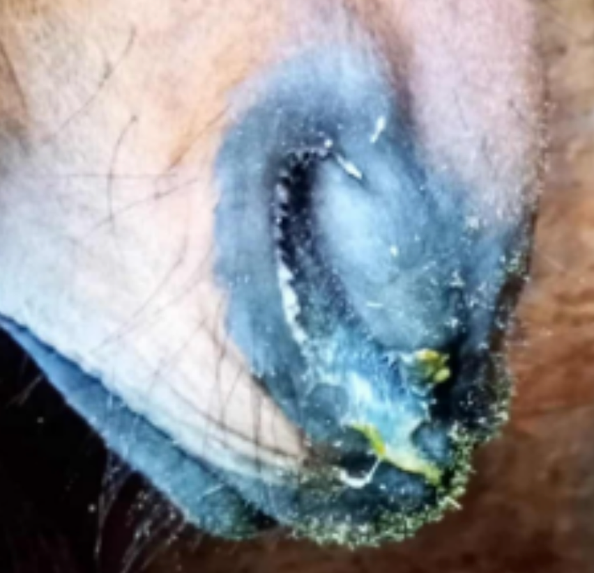 Crusty horses nose