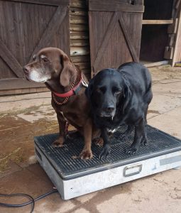 Labrador cross Springers on the Theraplate